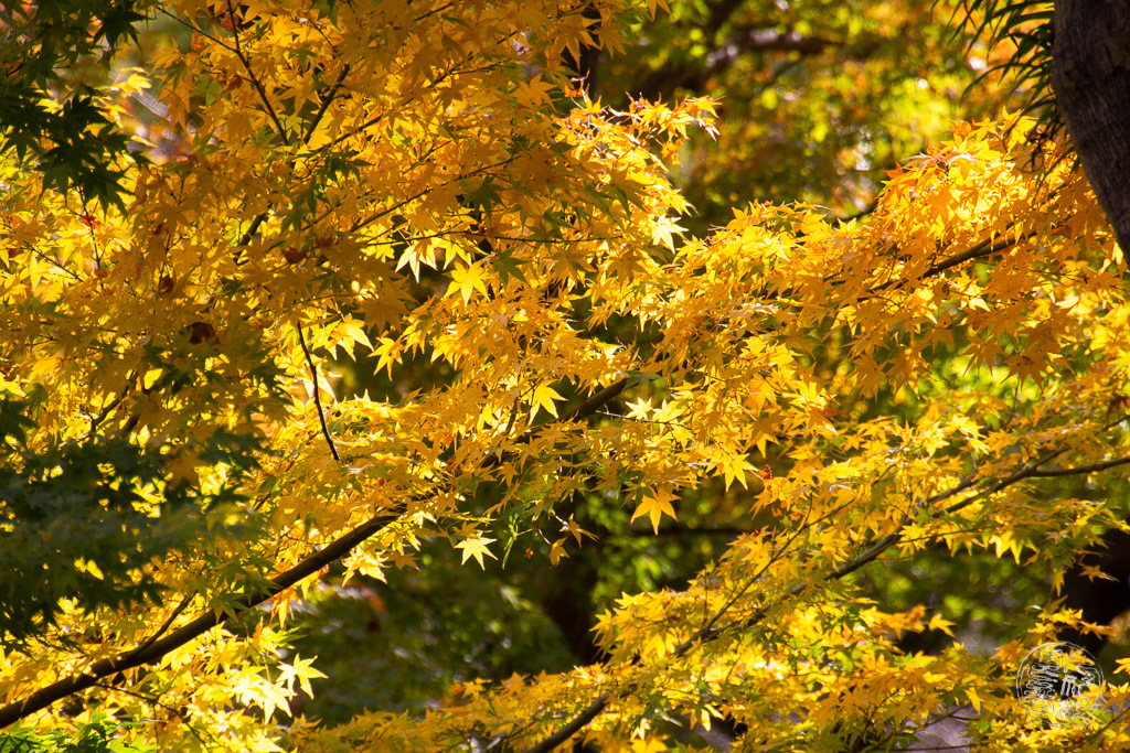 さようなら。冬に行きます。