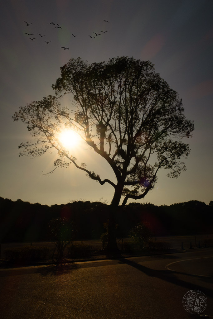 こんにちは、愛しい太陽よ