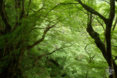 トイレからの素敵な眺め