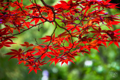 魔法の色の呪文