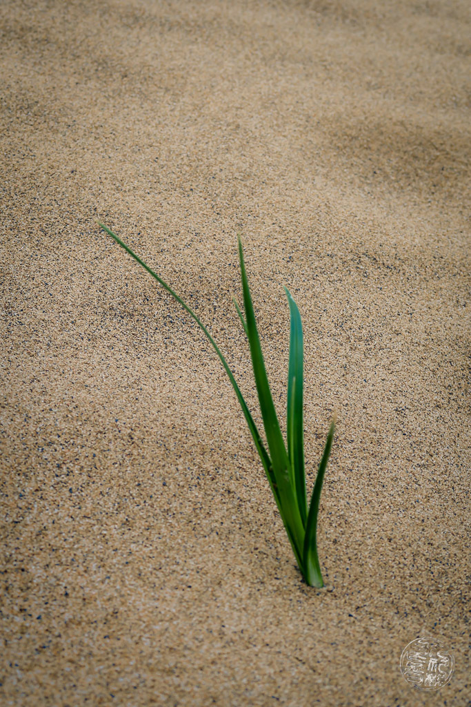 孤独な植物