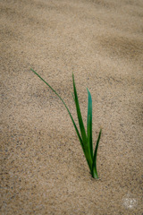 孤独な植物