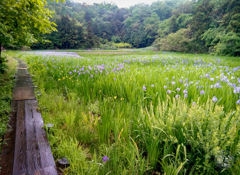 母なる自然の花の世界