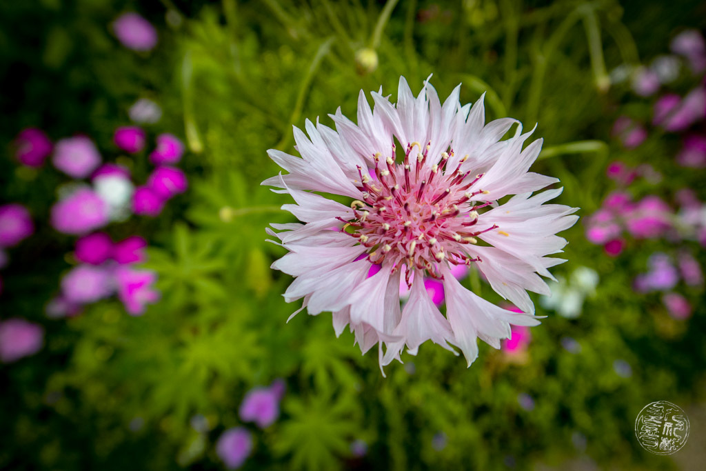 こんにちは、私の小さな花の友達
