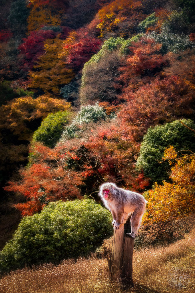 秋の猿（あき の さる）