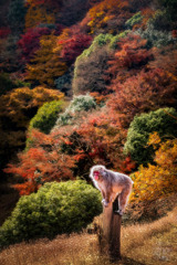 秋の猿（あき の さる）