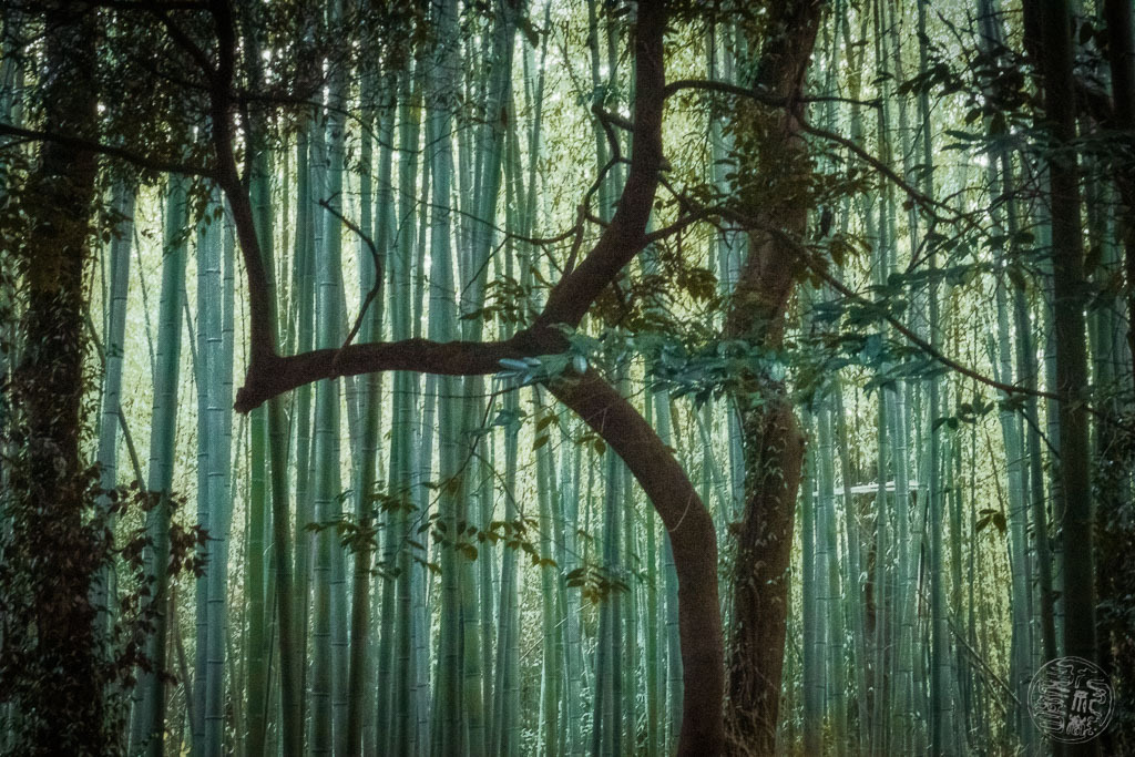 竹林の空