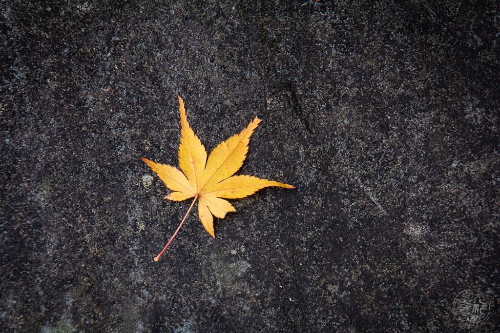 秋の葉が石の上で眠っている