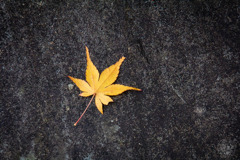 秋の葉が石の上で眠っている