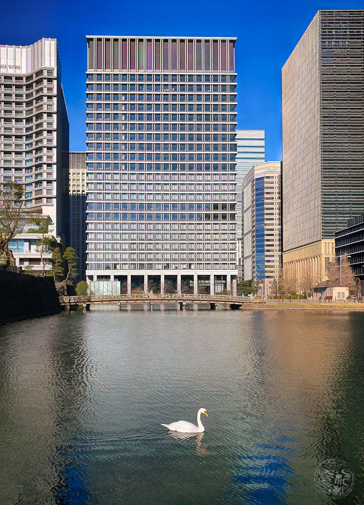 白鳥は一人暮らし