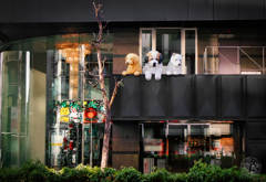 ペット用バルコニー :-)