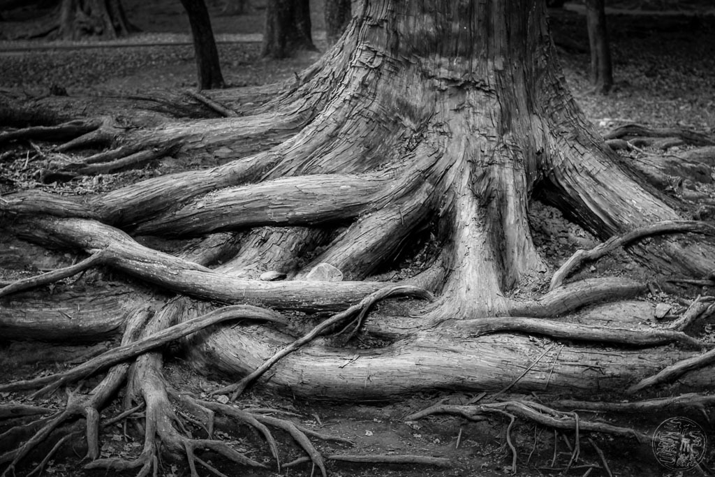 木の根
