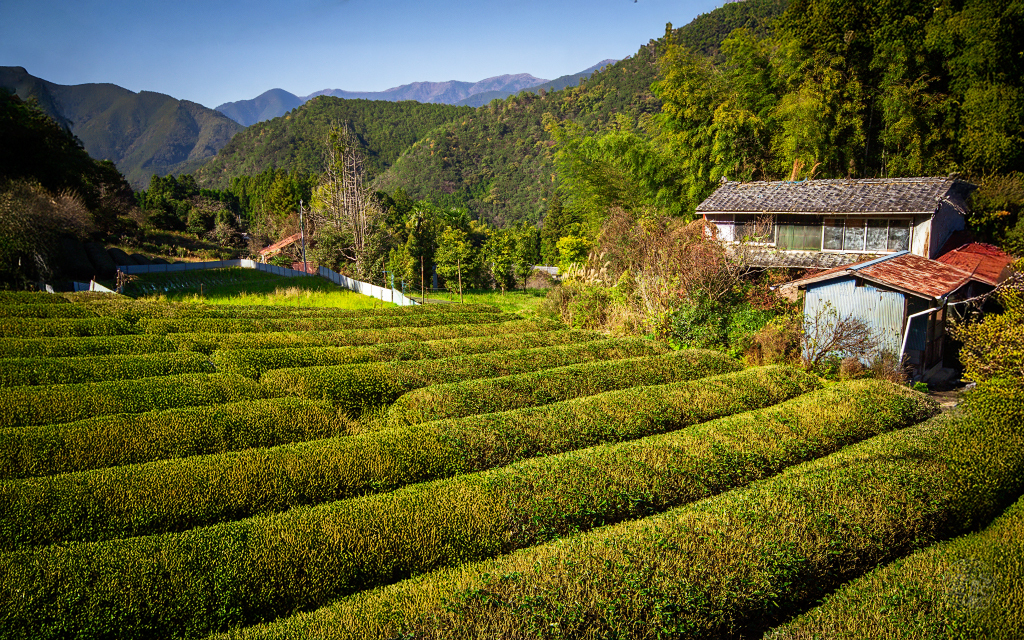 私のお茶の天国