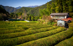 私のお茶の天国 私のお茶の天国