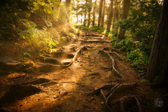 夢のような巡礼路