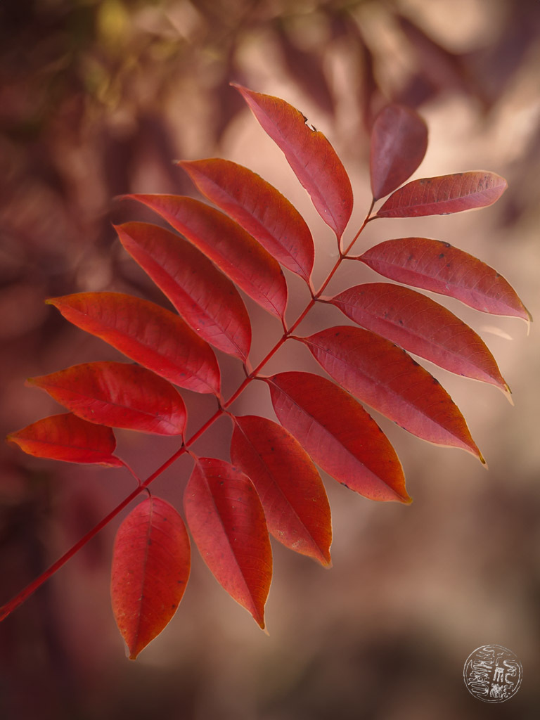 秋には美しい葉が生い茂る