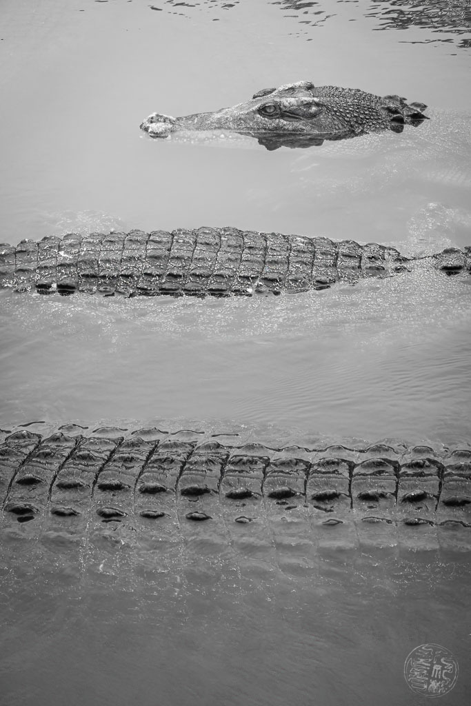 別府市の動物たち