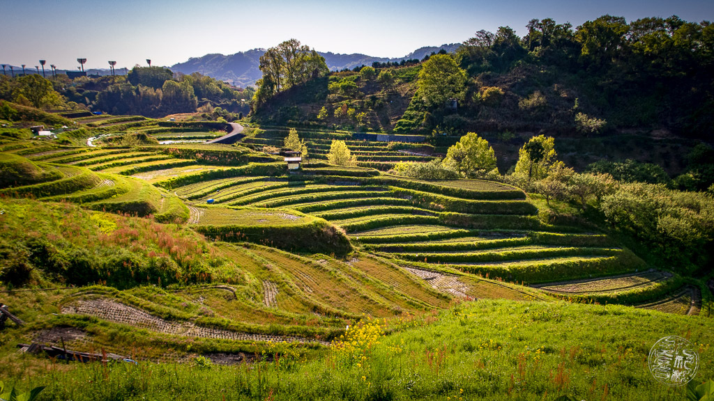 とても美しい田んぼの風景