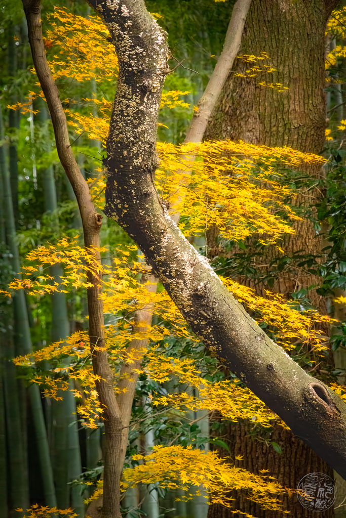 冬と、まだ素晴らしい秋の贈り物