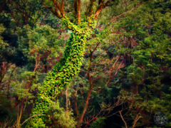 美しい母なる自然