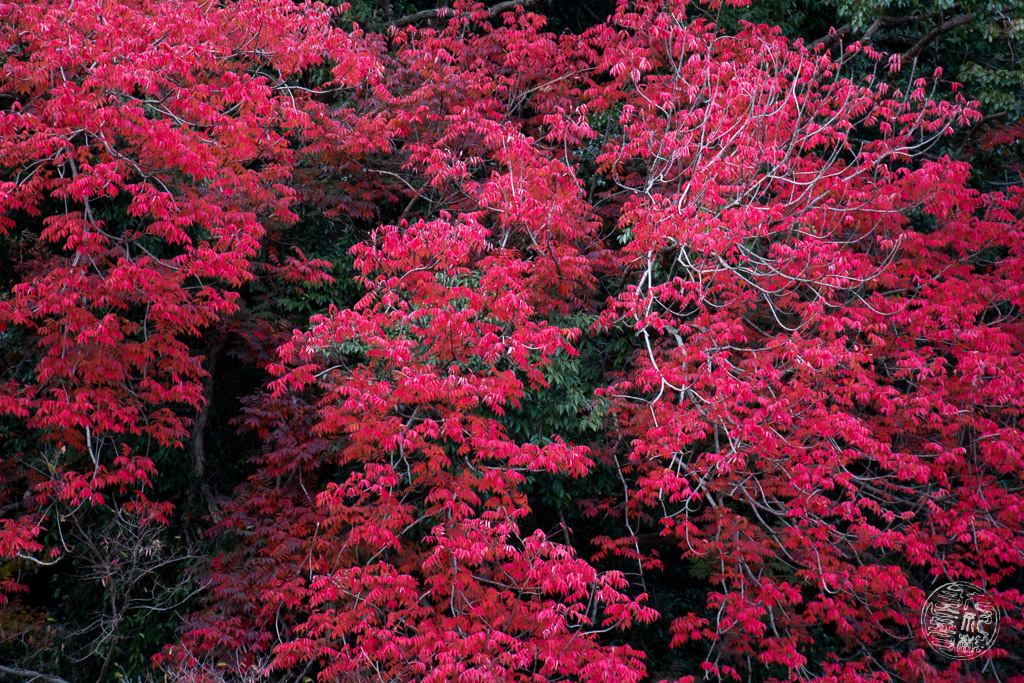 魔法のような秋の色