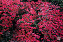 魔法のような秋の色