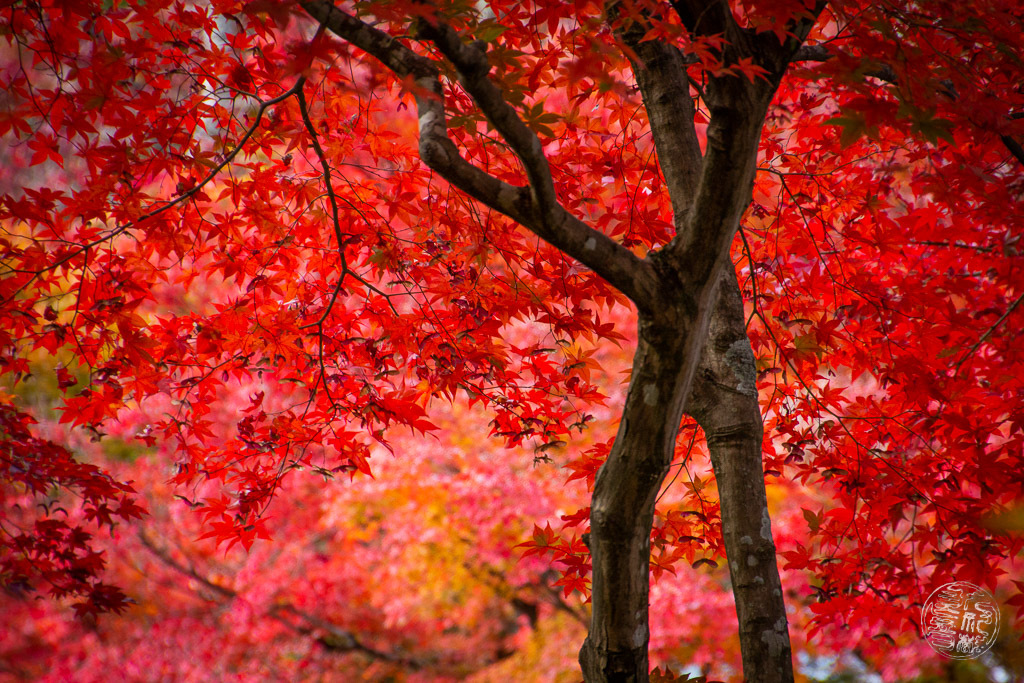 20191126-115055-IMG_9740