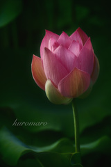 蕾