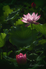 蓮