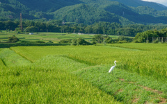 白鷺