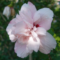 シャロンの薔薇