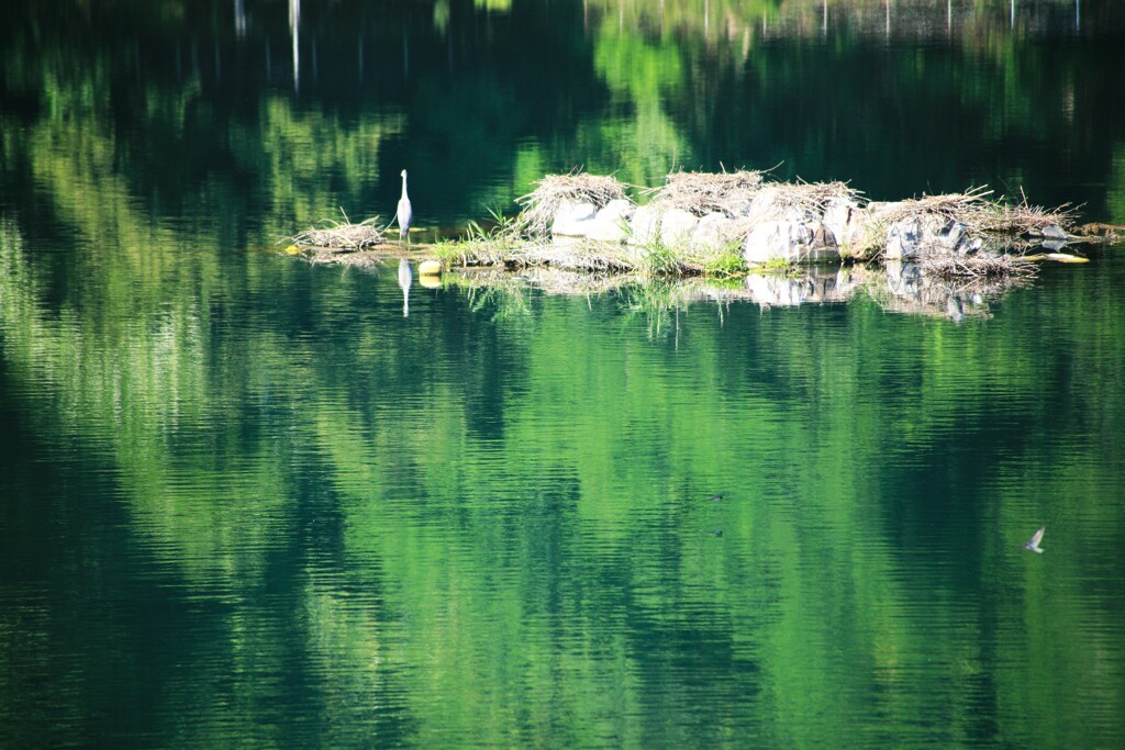 自作の島で餌を待つ