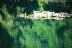 自作の島で餌を待つ