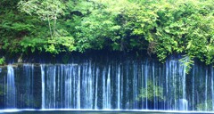 ベールの裏側の緑