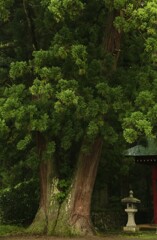 神宿る杉