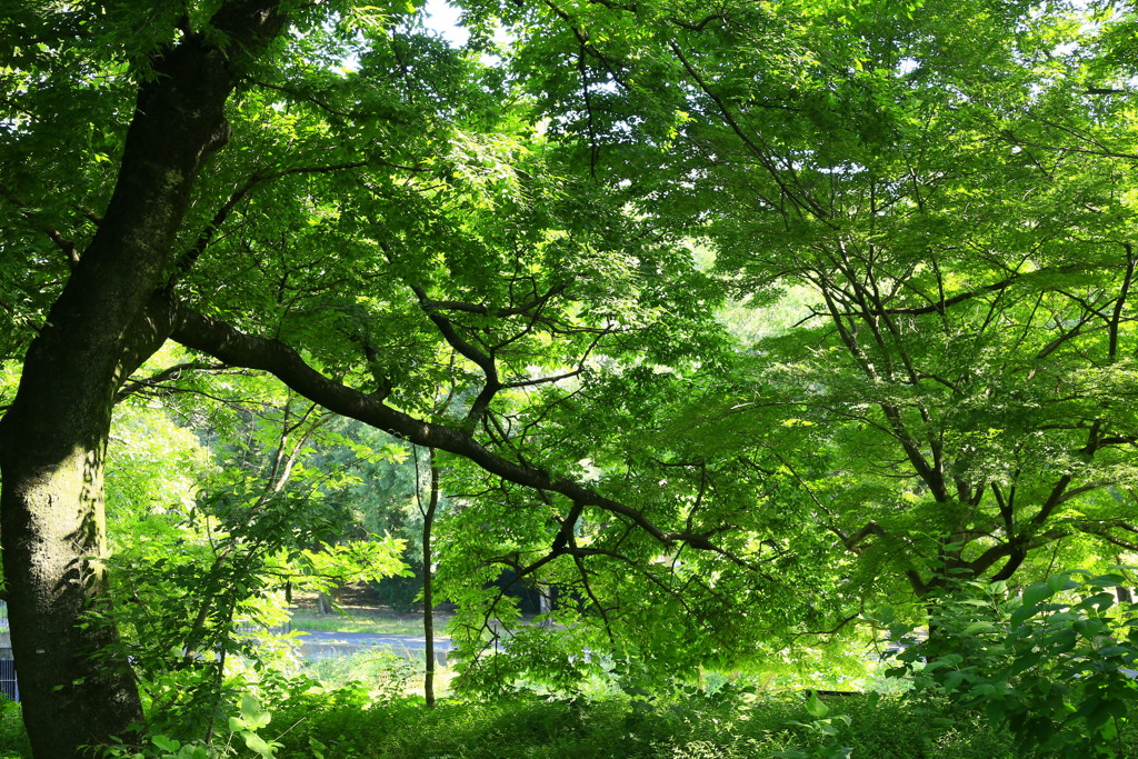 木陰