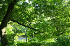 木陰