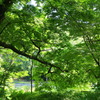 木陰