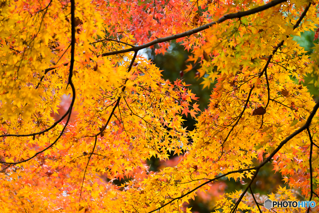 紅葉が奏でる圧巻の四重奏
