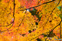 紅葉が奏でる圧巻の四重奏