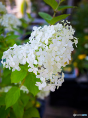 白い紫陽花