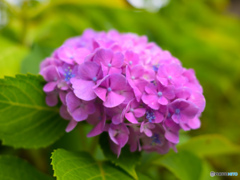 紫陽花