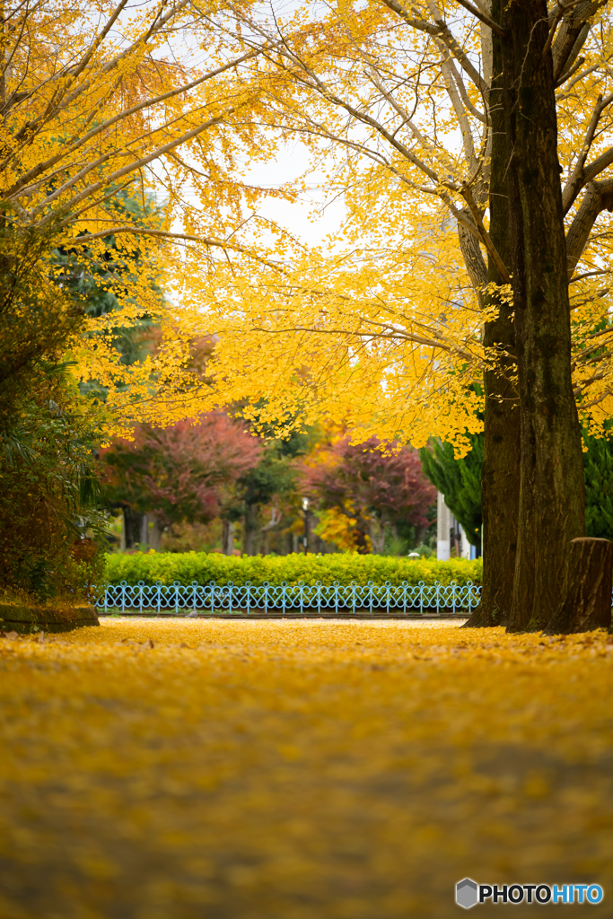 黄色の絨毯を抜けた先に
