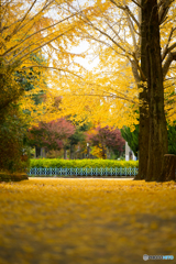 黄色の絨毯を抜けた先に