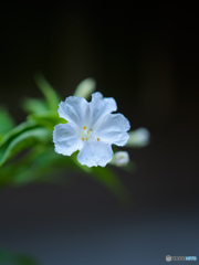白い可憐な花