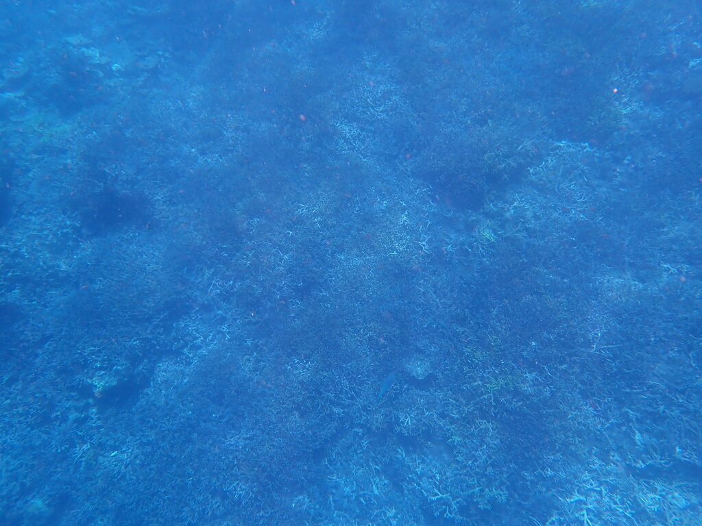 八重干瀬