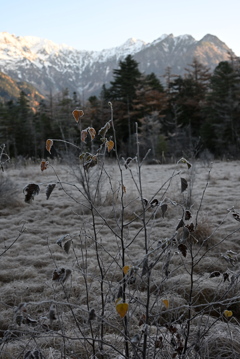 上高地 田代湿原