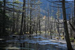 上高地 岳沢湿原