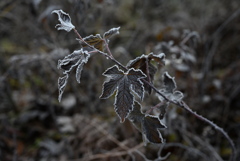 上高地 田代湿原