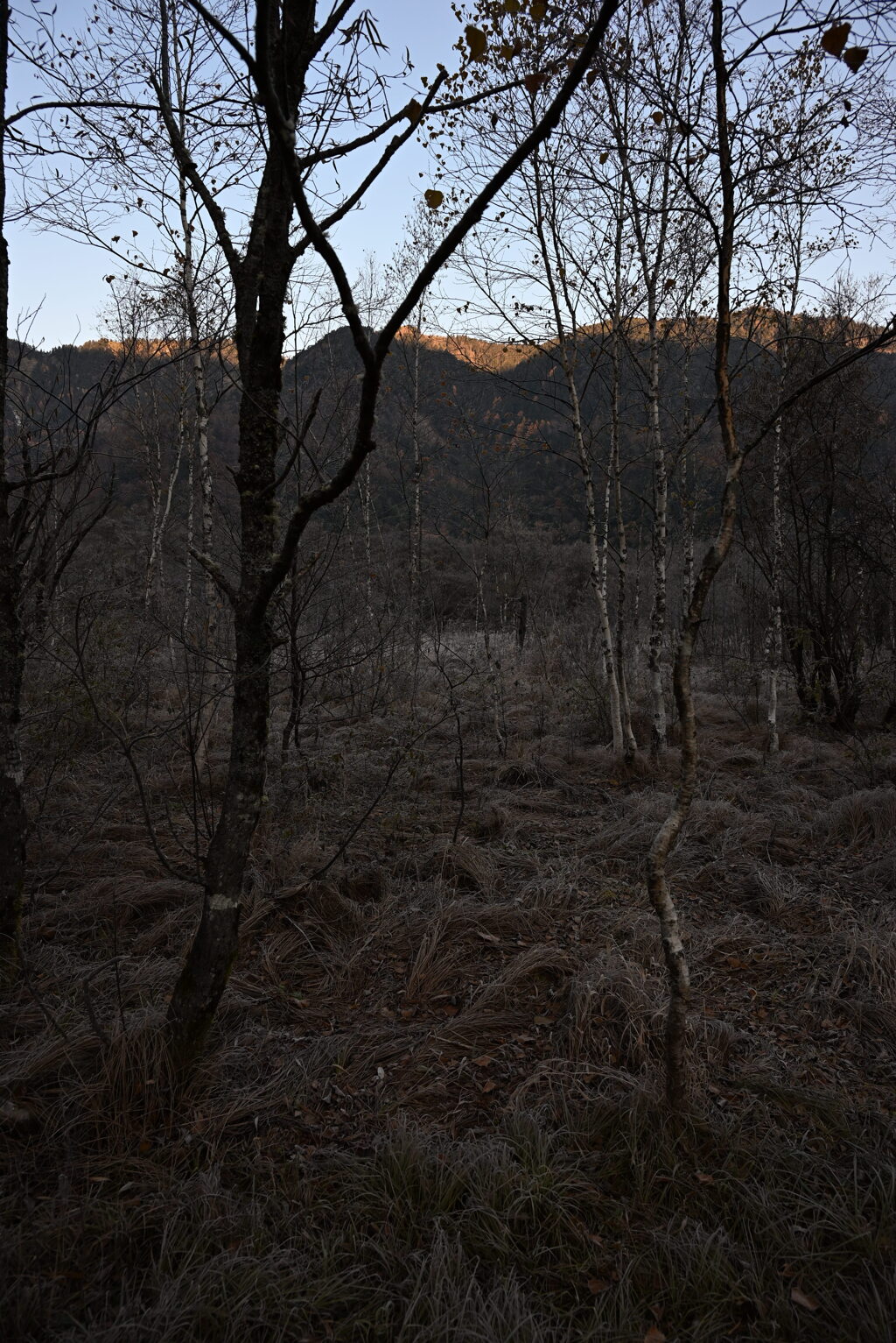 上高地 田代湿原